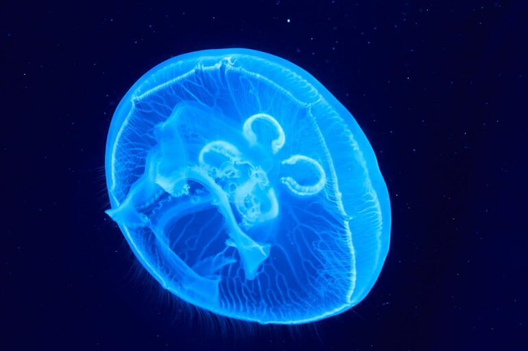 blue jellyfish