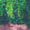 green outdoor plants on brown brick wall