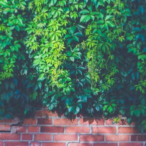 green outdoor plants on brown brick wall