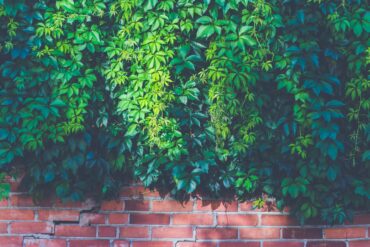 green outdoor plants on brown brick wall