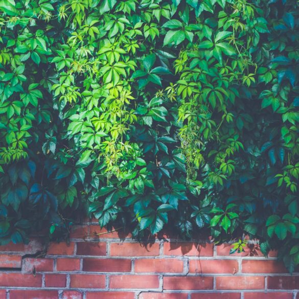 green outdoor plants on brown brick wall